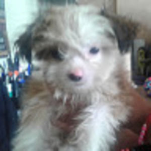 Meet your Posher, Dragona